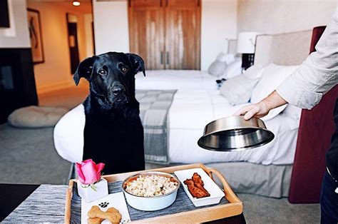 official pet friendly hotels.